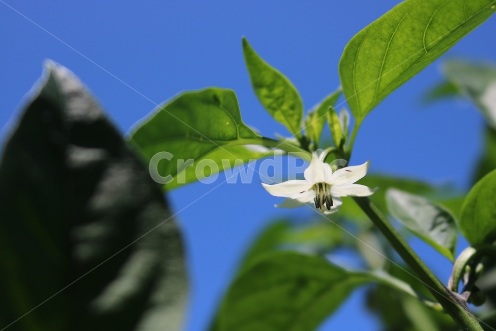 chiliflower,summer,shokubutsu,white,plants,hana,sky,toukarashinohana,green,nature,midori,ao,flower,red pepper flower,White,shiro,blue,plant,natsu,sora