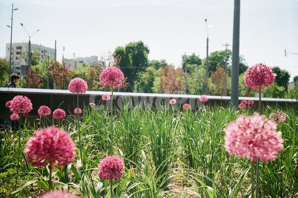 자연,꽃,잔디,풍경,flower,sunnyday,햇빛