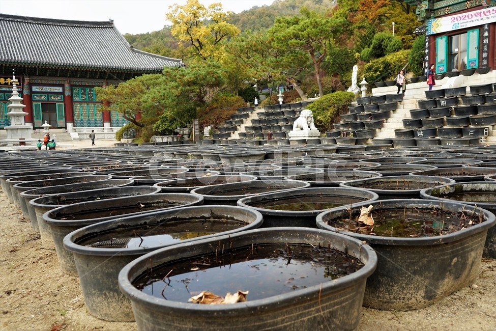 연꽃,대야,물,사찰,고무대야,수생식물