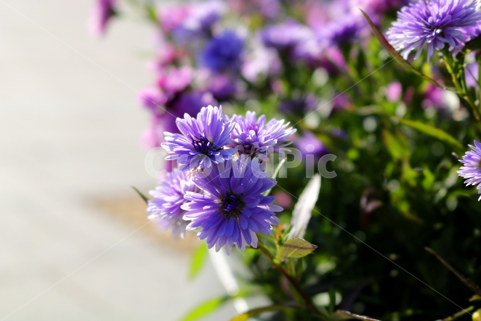 꽃,국화,국화꽃,식물,자연,소국화,야생화,식물,자연,plants,nature,꽃,flower