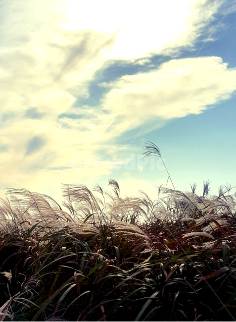 잔디,grass,식물,plant,가을,autumn,갈대,갈대숲,구름,가을,계절,fall,autumn,season
