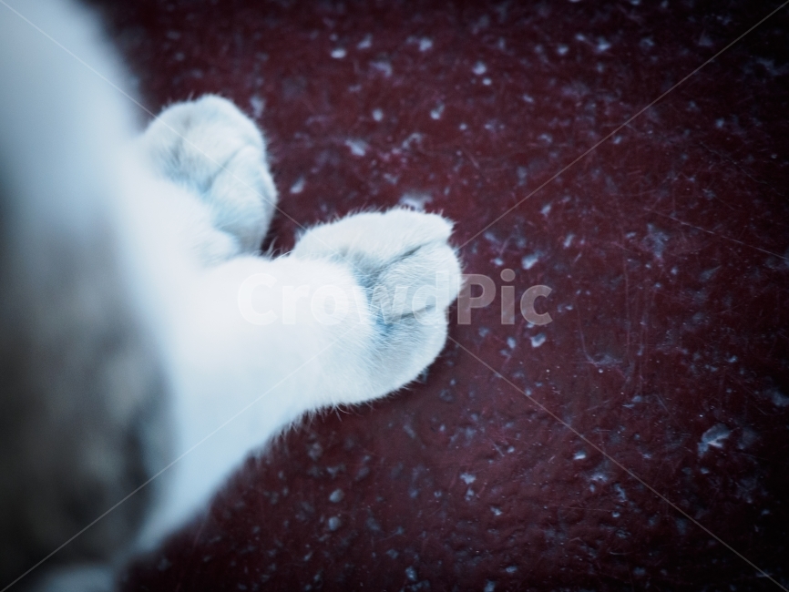 고양이,동물,발,고양이발,흰색,다리,고양이다리,cat,cats,animal,animals,leg,foot,catsfoot,catfoot,catleg,catsleg,white,동물,animal,포유류,mammal,고양이,cat,kitten,kitty