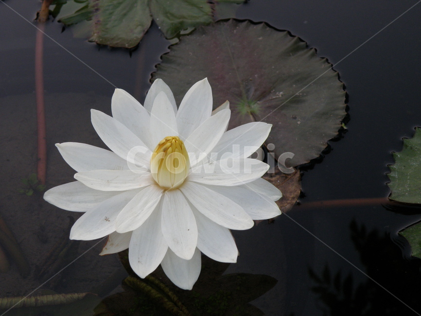 plant,식물,blossom,꽃,연꽃
