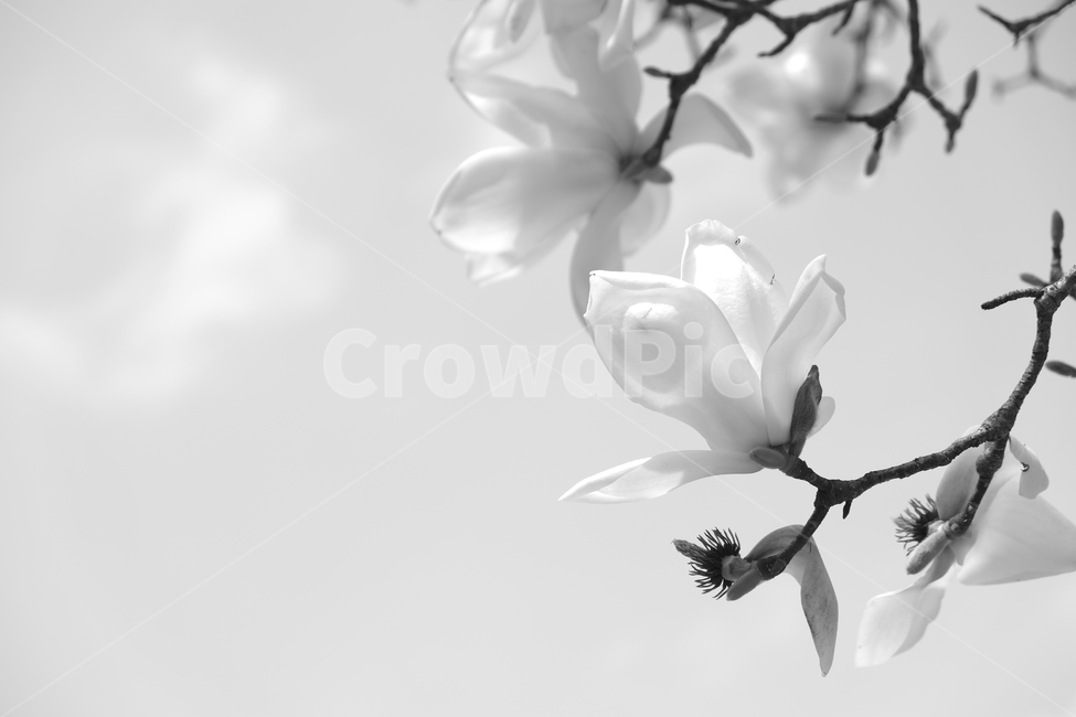 목련,꽃,흑백사진,floewr,자연,풍경,배경,봄,spring,식물,자연,plants,nature,꽃,flower,흑백,모노톤,monochrome,black and white