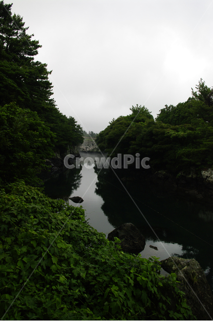 제주,쇠소깍,풍경,하천,나무,식물,자연,풍경,nature,landscape,한국자연풍경,한국자연경관,korea nature landscape,제주도,jeju,jeju island,ditch,도랑