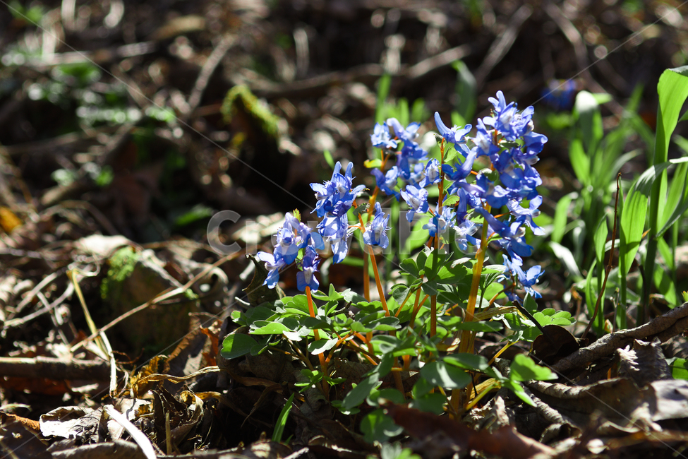 꽃,야생화,식물,자연,숲,초록,봄,forest,flower
