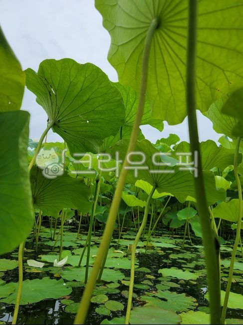 연, 연잎, 자연, 식물, green, 사진,이미지,일러스트,캘리그라피 - Cozu작가