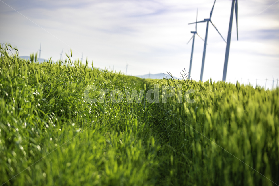 바람,물,숲,풍경,꽃,사람,전남,자연,풍경,nature,landscape,식물,plants,산업,industry,industrial,에너지산업,energy industry,field,들,grassland,목초지,outdoors,옥외
