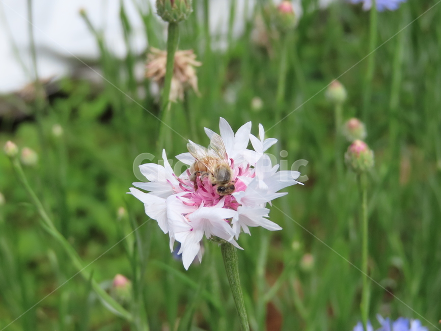 수레국화,꿀벌,꿀,벌레,식물,자연,날개,공원,꽃,아름다움,cartchrysanthemum,honey,worms,plants,nature,wings,parks,flowers,beauty,동물,animal,곤충,벌레,insect,bug
