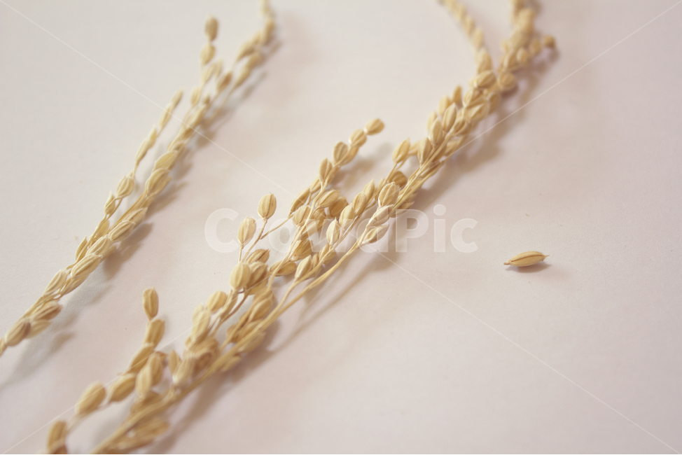 쌀,벼,곡식,곡물,음식,식재료,요리,이삭,곡류,rice,cereal,dry,ear,farming,food,gold,grain,harvest,isolated,korea,meal,nutrition,organic,plant,seed,yellow,cook,cook화이트,흰색,하얀색,흰배경,쌀알,알갱이,볍씨,씨,씨앗,열매,쌀알갱이,식물,자연,탑앵글,탑뷰,음식,식재료,요리,food,cook,meal,dishes,food reserves,곡류,곡식,cereals