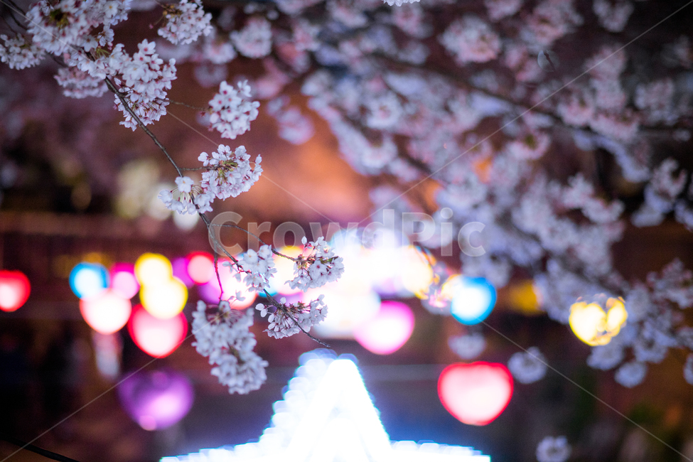 진해,여좌천,벚꽃축제,군항제,봄,봄,계절,spring,season,야경,밤,풍경,nightscape,night,landscape,plant,식물,blossom,꽃,flower,cherry blossom,벚꽃