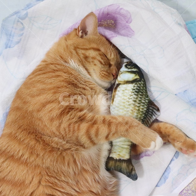 고양이,고양이장난감,코리안숏헤어,고양이용품,생선장난감,치즈코숏,코숏,cat,koreacat,야옹이,pet