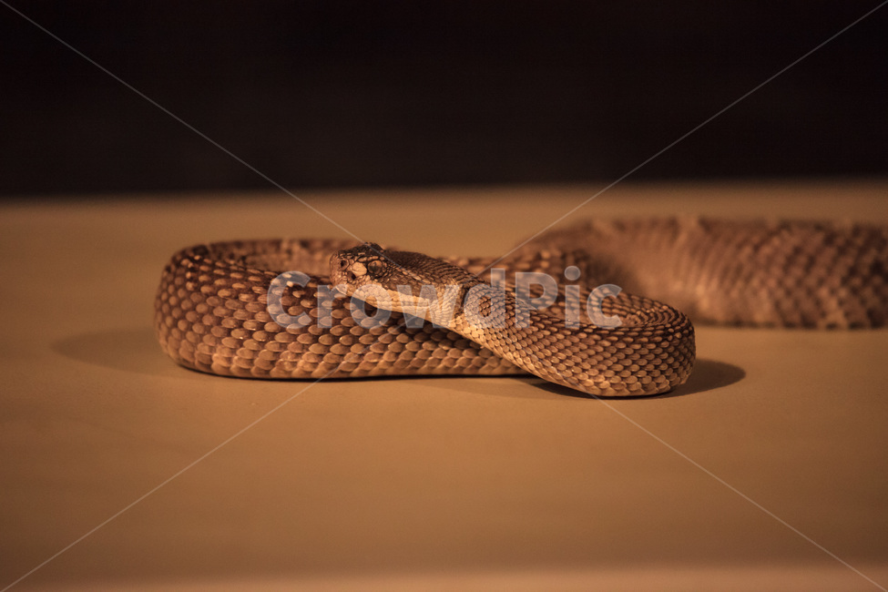 뱀,방울뱀,파충류,snake,reptile