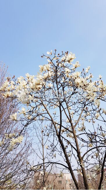 spring,spring flowers,magnolia,flower tree,flowertree,magnolia tree