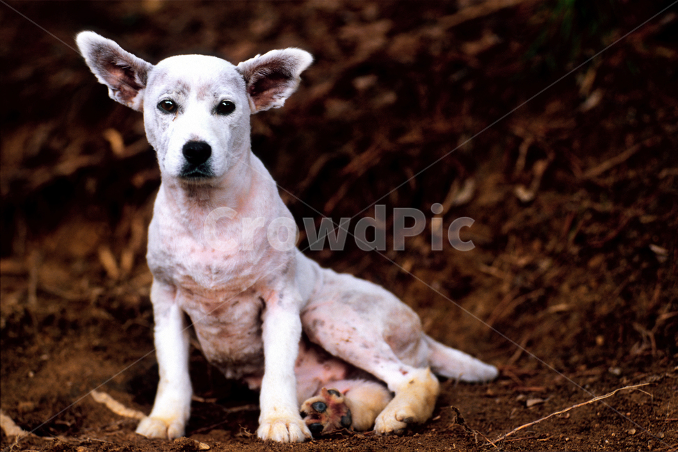 필름,필름사진,필름느낌,필름감성,강아지,멍멍이,개,반려견,애완견,반려동물,애완동물,펫,믹스견,관찰,구경,응시,휴식,동물,animal,포유류,mammal,개,강아지,dog,doggy