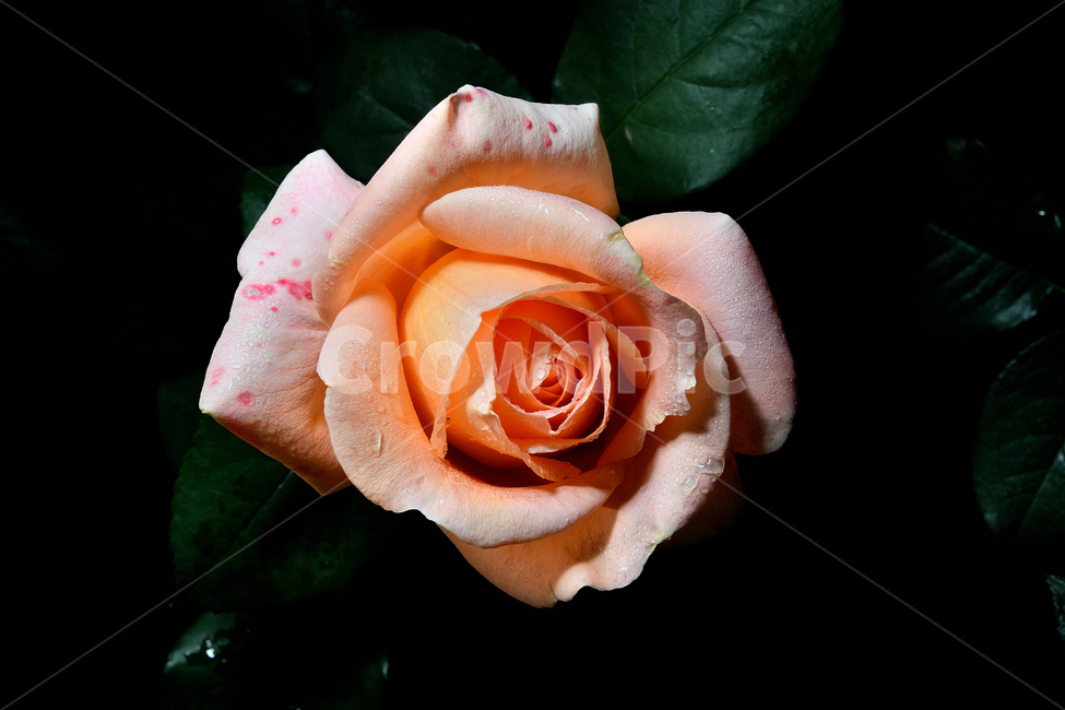 장미,장미꽃,꽃사진,식물,꽃,식물,자연,plants,nature,꽃,flower