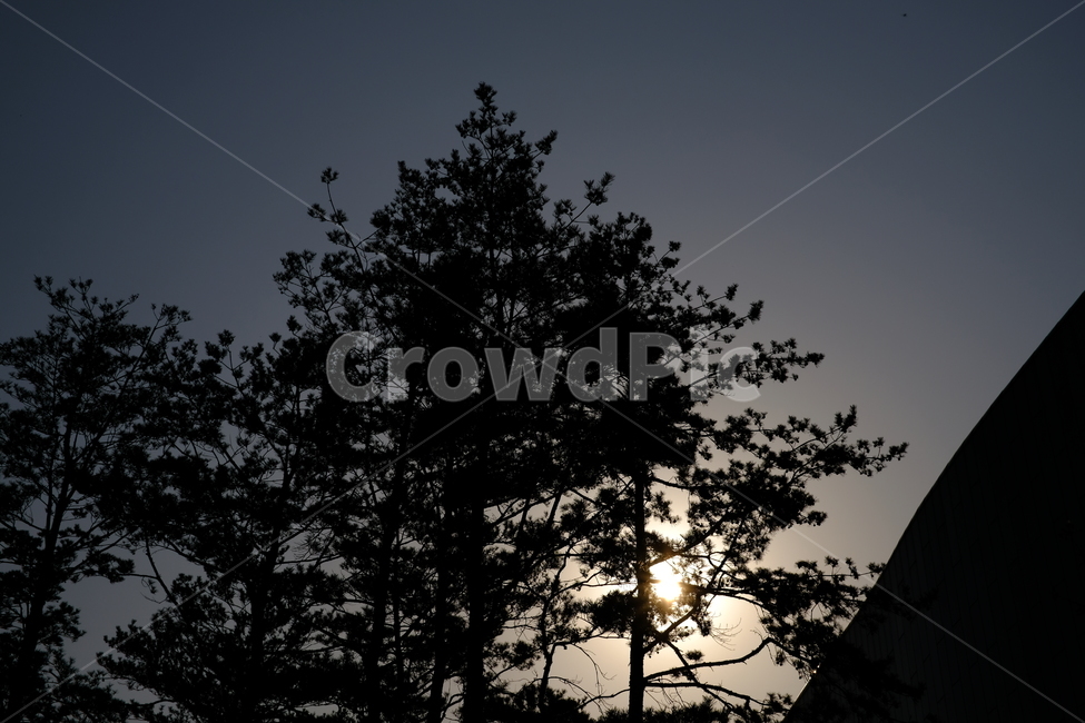 풍경,나무,실루엣,silhouette,tree,landscape,무보정,식물,자연,plants,nature,나무,trees,wood,실루엣,그림자,silhouette,shadow