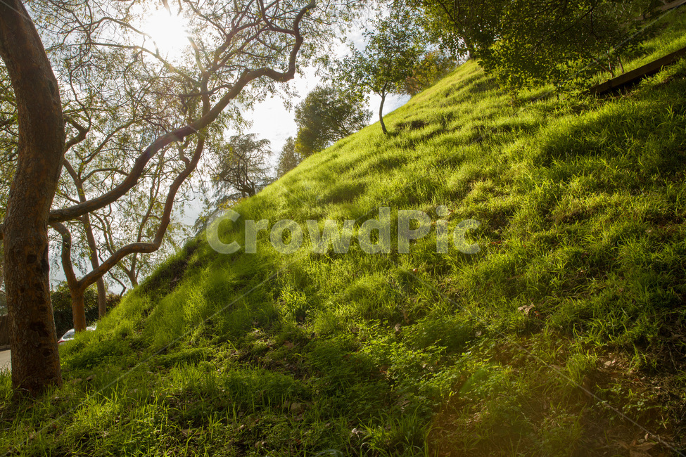 background,beautiful,blue,environment,forest,grass,green,hill,la,landscape,mountain,mountains,natural,nature,outdoor,park,scenery,scenic,season,sky,summer,tourism,tree,usa,valley,view,들,목초지,햇살,언덕,옥외
