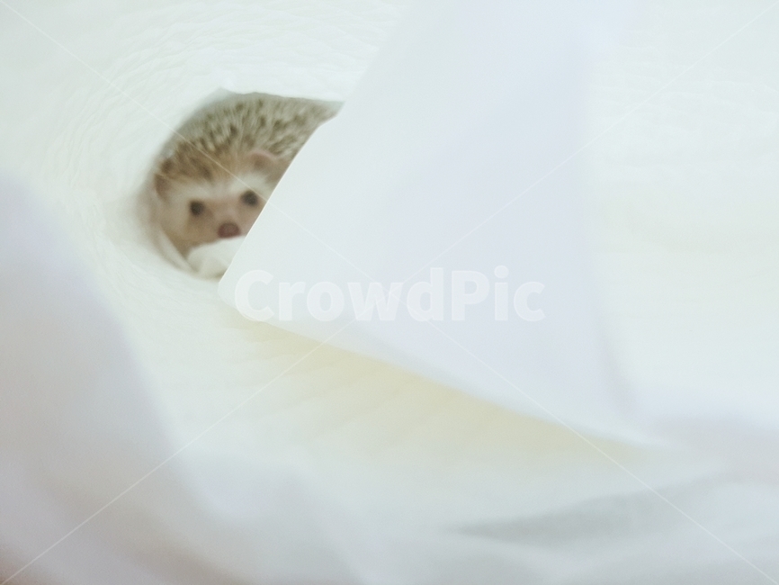 고슴도치,귀여운동물,동물,hedgehog,애완동물,동물,animal,포유류,mammal