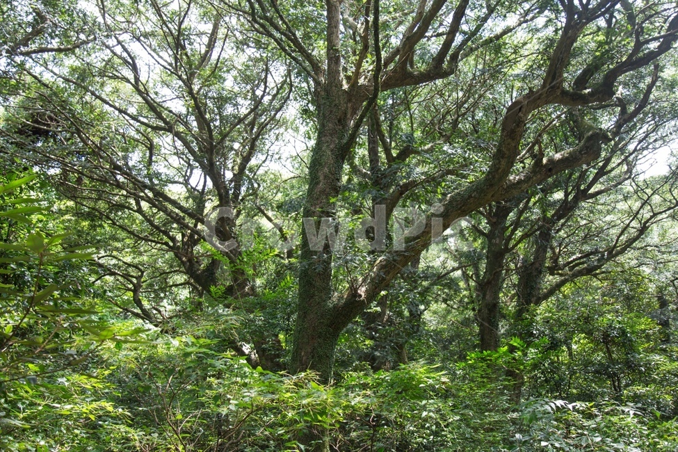 비자림,제주도,나무,풀,숲,자연,풍경,nature,landscape,tree,plant,식물,tree trunk,나무 줄기
