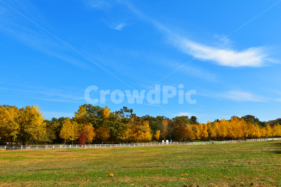 grassland,목초지,outdoors,field,들,nature,자연,countryside,farm,농장,grass,식물,plant,잔디,가을,계절,fall,autumn,season,자연,풍경,nature,landscape