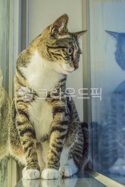 고양이,아기고양이,반려동물,냥이,애완동물,코리안숏헤어,코숏,animal,포유류,cat,kitten,kitty,동물,동물,animal,포유류,mammal,고양이,cat,kitten,kitty