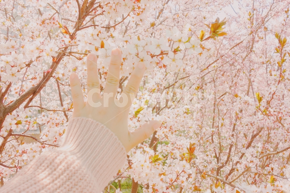 손,봄,감성사진,꽃,자연,색감,분홍,분홍색,flowers,spring,봄,계절,spring,season,식물,자연,plants,nature,꽃,flower,사람,인물,인간,human,person,신체일부,몸,body,감성,sensible,feeling,휴식,힐링,rest,relaxation,healing,plant