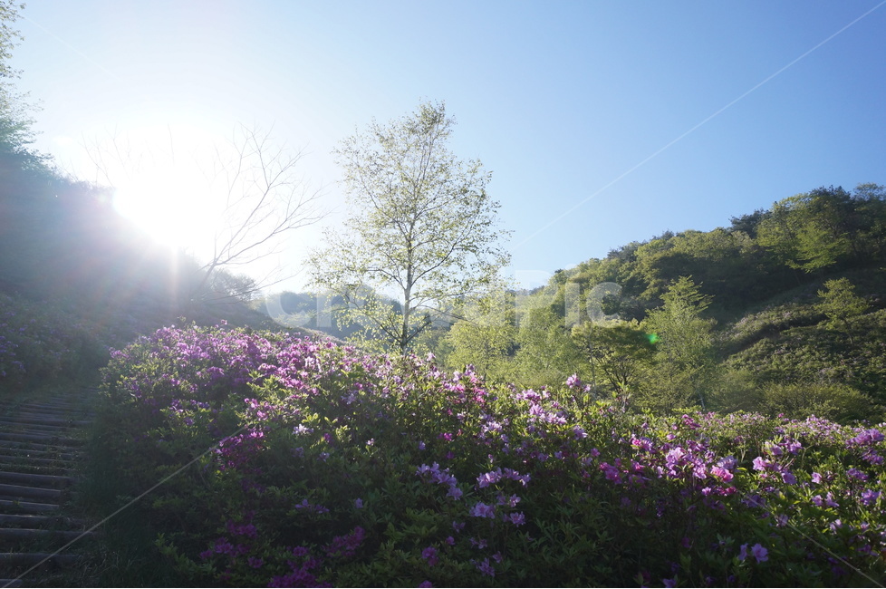 산,철쭉,분홍,파랑하늘,나무,아침,햇살,봄,봄,계절,spring,season,자연,풍경,nature,landscape,휴식,힐링,rest,relaxation,healing,light,빛,flare,플레어,plant,식물