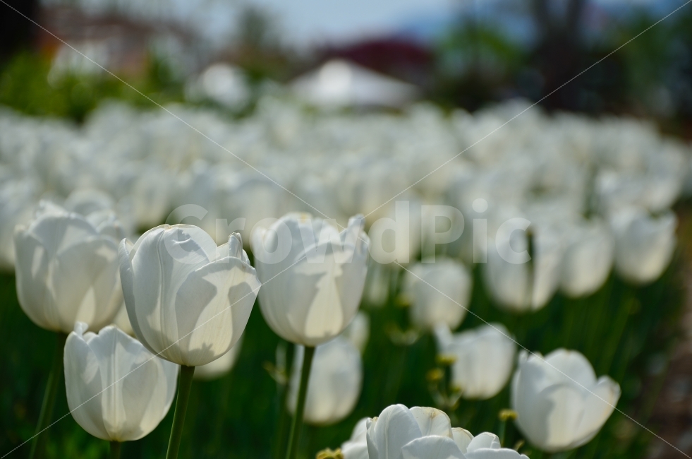 	튤립,꽃,식물,자연,순천,국제정원박람회,풍경,봄,계절,spring,season,식물,자연,plants,nature,꽃,flower,plant,blossom