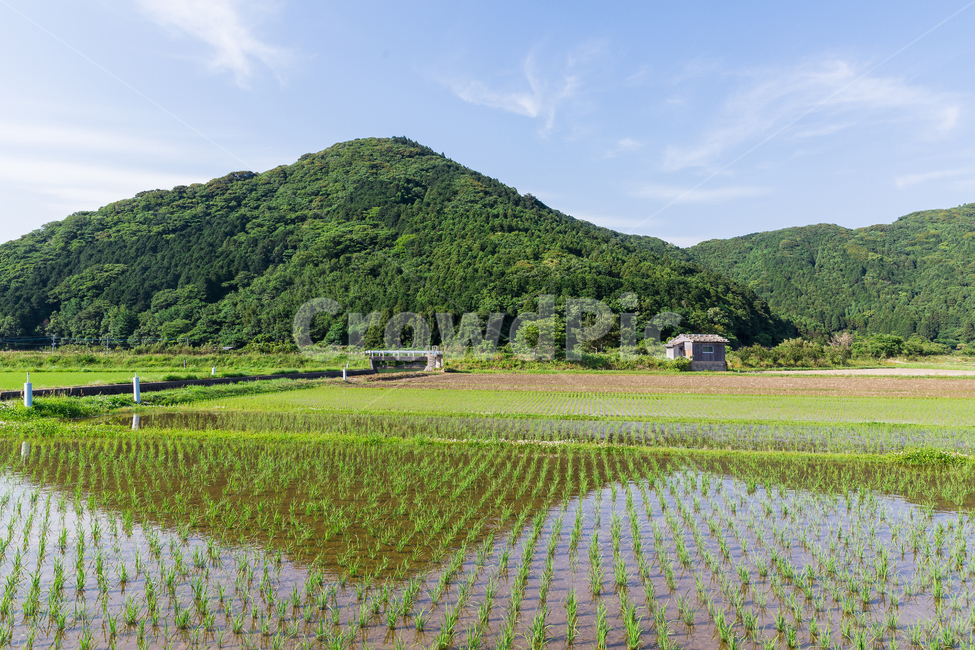 대마도,시골마을,대마도풍경,일본,일본섬,논,시골,마을,풍경,landscape,country,rural,town