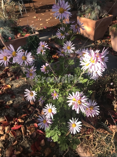 꽃,꽃나무,flower,blossom,bloom