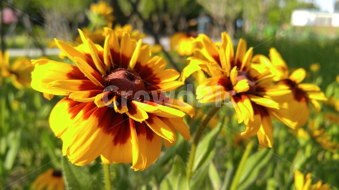 루드베키아,꽃,노랑꽃,노랑색,식물,녹색,배경,감성,계절,ludvechia,flower,yellowflower,flants,green,background,emotional,season