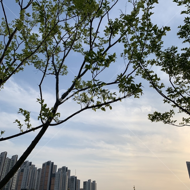 공원,나무,하늘,노을,선선,시원,자연