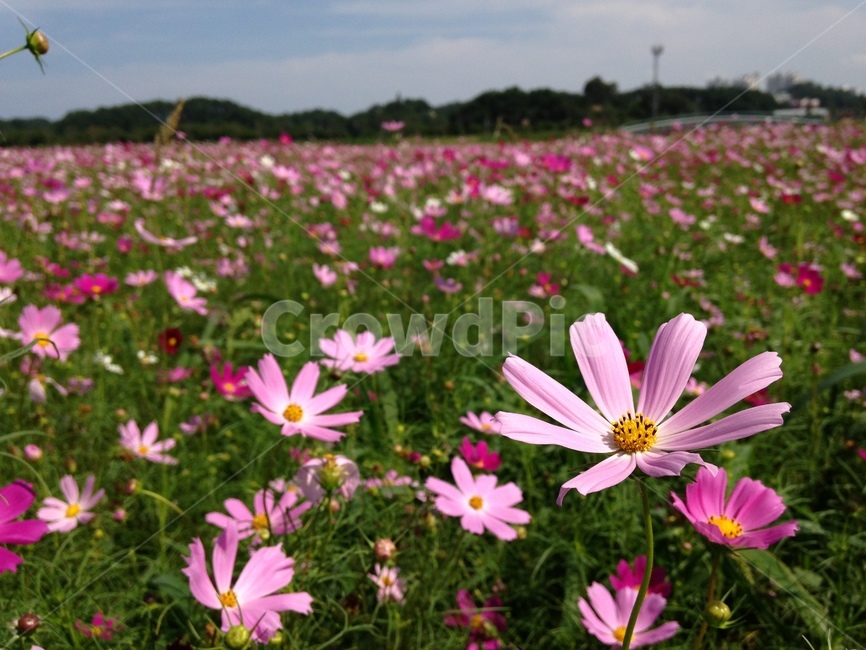 가을,오죽헌,코스모스,plant,식물,flower,꽃,식물,자연,plants,nature,꽃,flower
