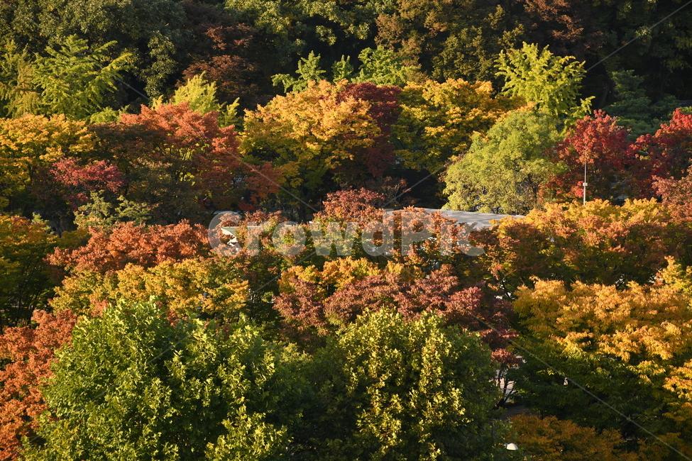 나무,tree,maple,단풍,가을,가을,계절,fall,autumn,season
