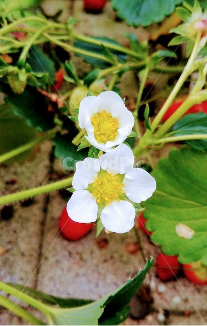 딸기,농장,꽃,줄기,온실,식물,자연,plants,nature,꽃,flower