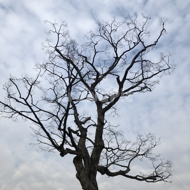 tree,나무,plant,식물,나무줄기,treetrunk,dark,어두운,경치,풍경,landscape