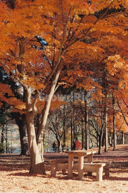 가을,숲,배경이미지,벤치,자연,가을,계절,fall,autumn,season,tree,나무,plant,식물,tree trunk,나무 줄기