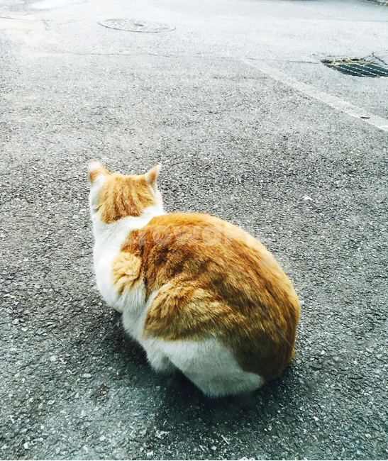 길고양이,고양이,캣맘,캣대디,콘크리트,겨울,웅크림,털,치즈,냥이,cat,시멘트,뒷모습,등,그루밍