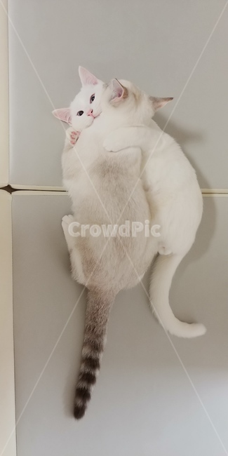 고양이,animal,동물,cat,pet,아기고양이,냥이,반려묘,동물,animal,포유류,mammal,고양이,cat,kitten,kitty