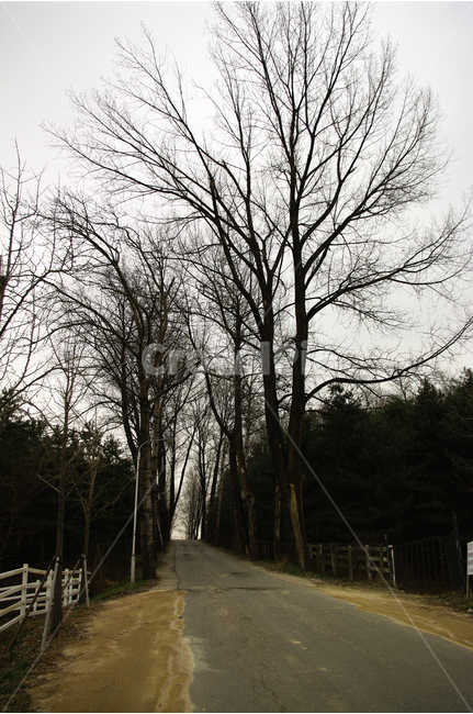 나무,울타리,하늘,겨울,길,가로수,자연,풍경,nature,landscape,tree,plant,식물,road,도로