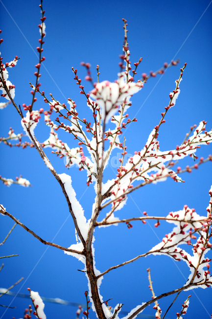 눈,나무,하늘,설경,겨울,winter,snow,겨울,계절,winter,season