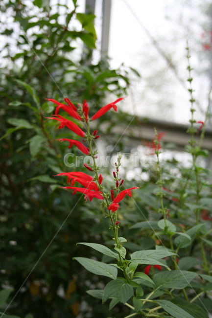 꽃,허브,온실,식물,plant,식물,자연,plants,nature,꽃,flower