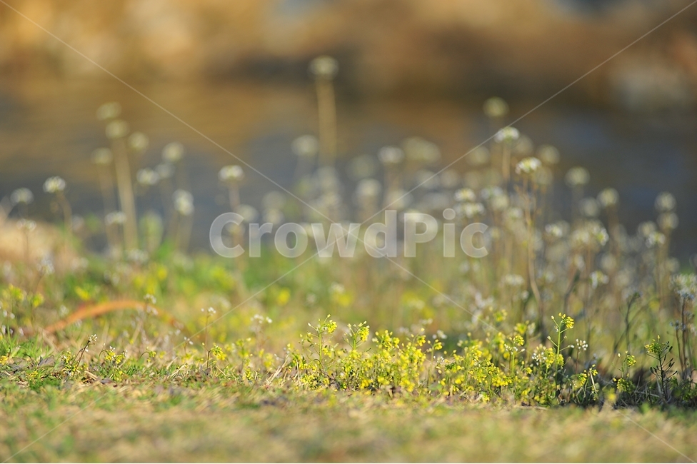 봄,꽃,배경,자연,노랑,식물,자연,plants,nature,꽃,flower