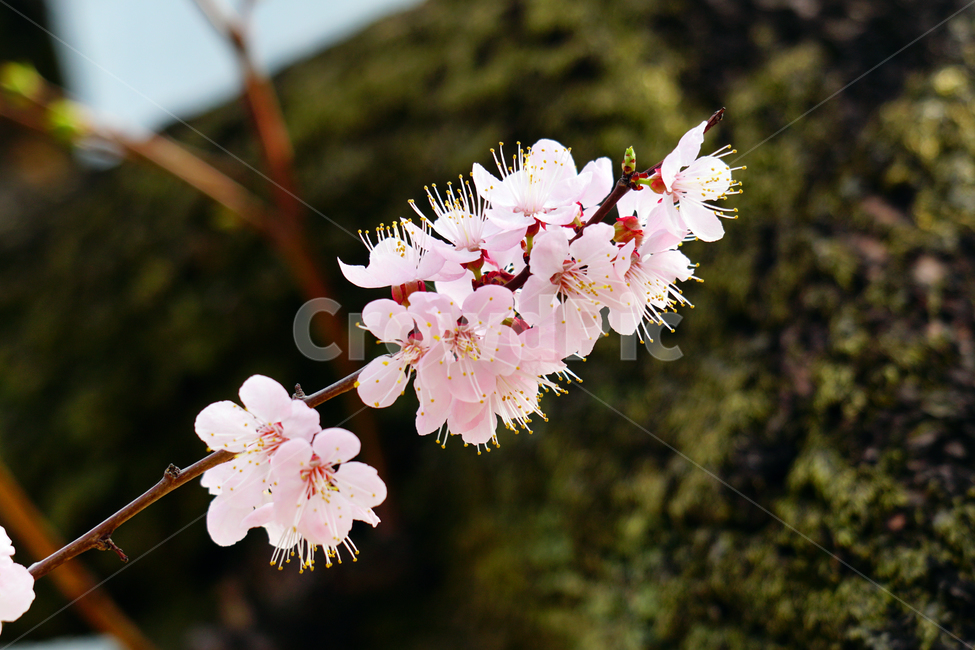 살구나무꽃,봄꽃,한국자연,꽃,꽃사진,플라워,flower,봄,spring,식물,plants,자연,nature,풍경,landscape,계절,season,snap,스냅,접사,macro,closeup,클로즈업,감성사진,감성,힐링,healing,느낌,feel,feeling,꽃밭,화단,나무,나뭇가지,tree,꽃봉오리,4월,April,살구나무,봄,계절,spring,season,식물,자연,plants,nature,꽃,flower,plant