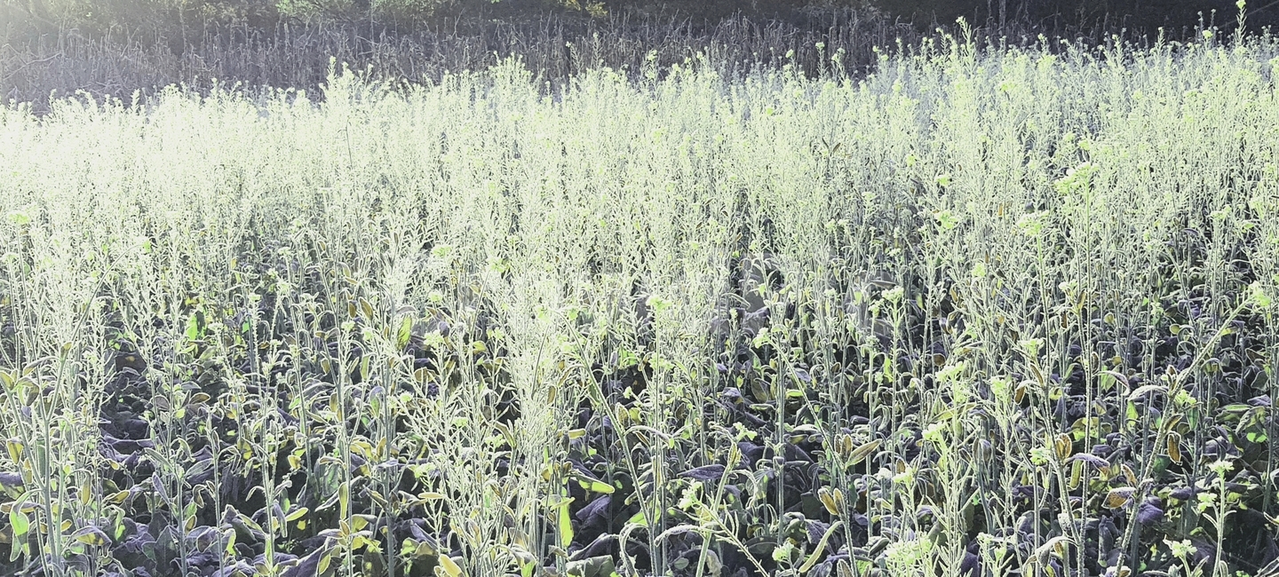 plant,식물,상동추,서리,야외