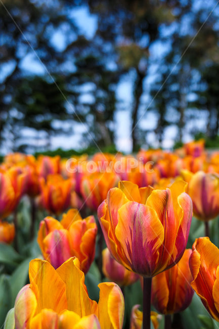plant,식물,꽃,blossom,flower,식물,자연,plants,nature,꽃,flower