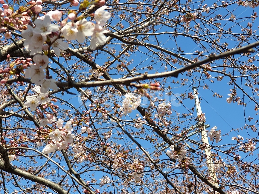 꽃,벚꽃,봄,spring,cherryblossons
