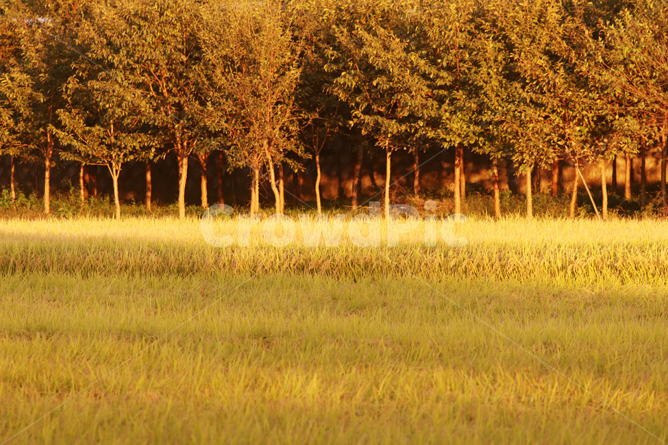 tree,나무,field,들,자연,자연,풍경,nature,landscape,plant,식물,grassland,목초지,outdoors,옥외,tree trunk,나무 줄기