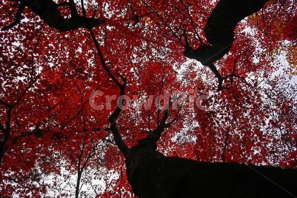 가을,단풍,단풍나무,화려함,가을풍경,autumn,fall,autumnleaves,plant,nature,계절,나무,븕은색,maple,red,season,colorful,느낌,감성,trees,branches,울긋불긋,자연,가을,계절,fall,autumn,season,식물,자연,plants,nature,나무,trees,wood,leaf,잎,tree